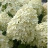 Hydrangea paniculata 'Grandiflora'