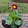 Primula Lilac Lace