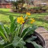 Primula Oakleaf Yellow Picotee