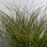 Carex testacea 'Prairie Fire'