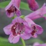 Penstemon Midnight