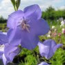 Campanula persicifolia