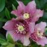 Helleborus 'Tutu'