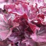 Heuchera 'Mulberry'