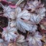 Heuchera 'Shanghai'