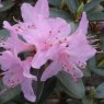 Dwarf Rhododendron cuneatum