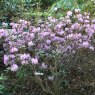 Dwarf Rhododendron cuneatum