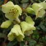 Dwarf Rhododendron Merganser  AGM