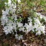 Evergreen Azalea White Lady