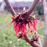 Hamamelis Diane