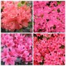 Amazing Evergreen Azalea Collection  (4 choice plants)