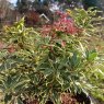 Pieris japonica Variegata